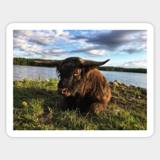 Scottish Highland Cattle Bull 1791 Sticker
